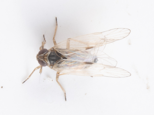 iNaturalist observation photo of Delphacoidea