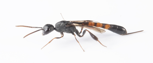 iNaturalist observation photo of Ichneumonid and Braconid Wasps