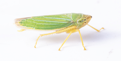iNaturalist observation photo of Draeculacephala angulifera