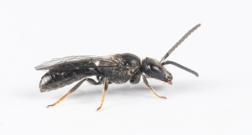 iNaturalist observation photo of Lasioglossum