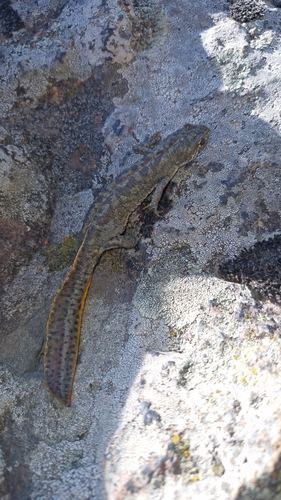 Anatolian Crested Newt