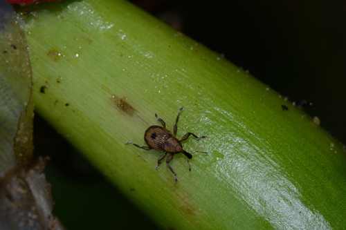 Chevroned Waterhyacinth Weevil
