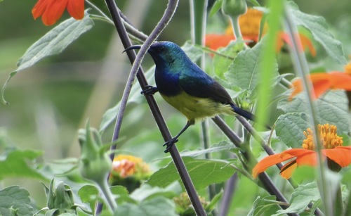 Variable Sunbird