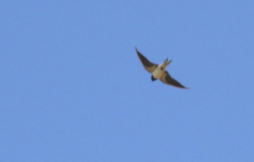 Barn Swallow