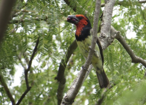 Black-collared Barbet