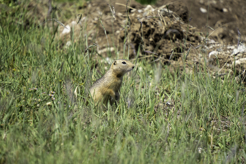 Long-tailed Ground Squirrel