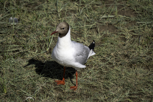 Black-headed Gull