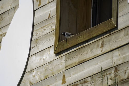 White Wagtail