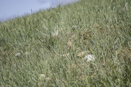 Isabelline Wheatear