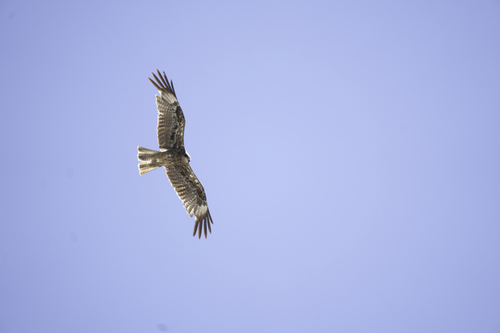 Black-eared Kite