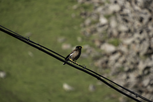 Common Myna