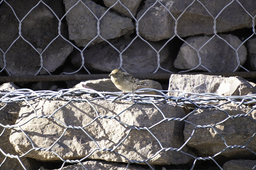 Plain Mountain-Finch