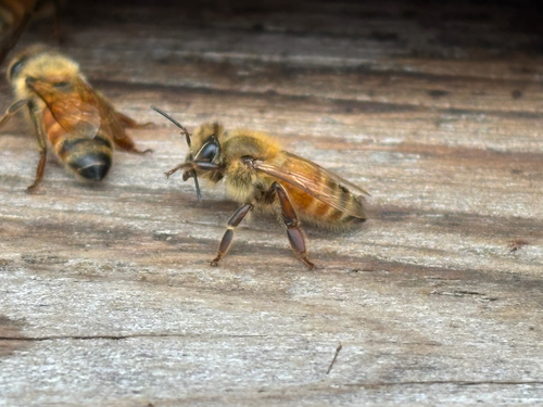 Western Honey Bee