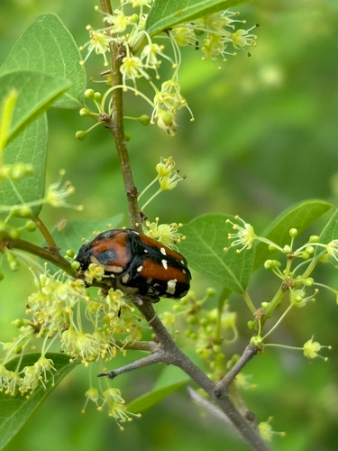 Indian Flower Chafer