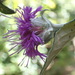 Bolanosa coulteri - Photo (c) california_naturalist, όλα τα δικαιώματα διατηρούνται, uploaded by california_naturalist
