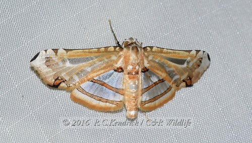 Herdonia margarodes · iNaturalist