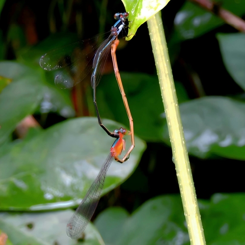 Teinobasis euglena