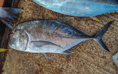 Giant trevally