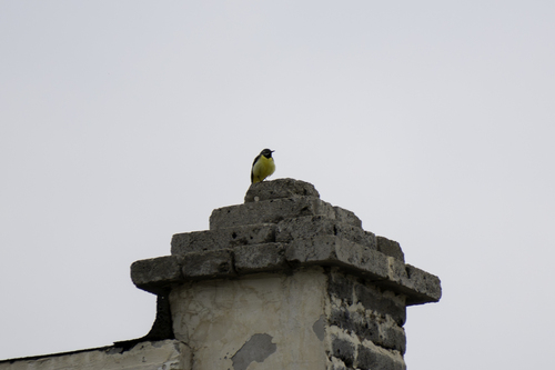 Grey Wagtail