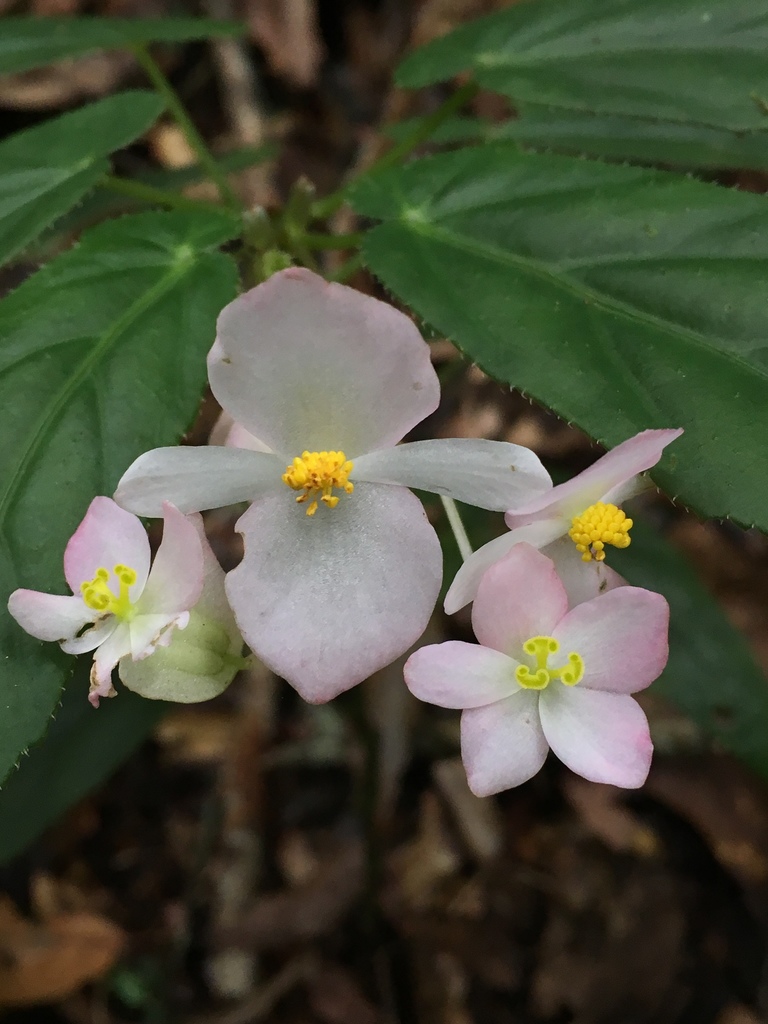 Ala de Ángel (Begonia incarnata) · iNaturalist Panamá