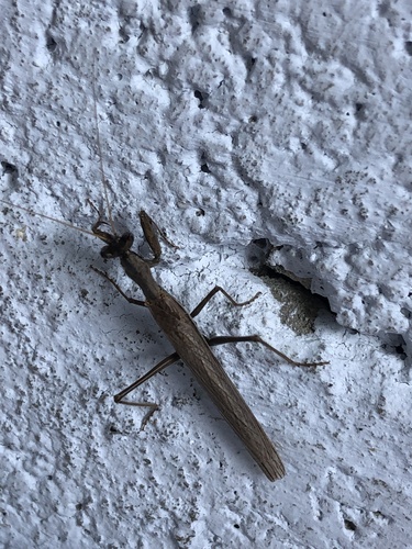 Heldreich's Dwarf Mantis