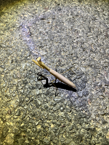 European Mantis