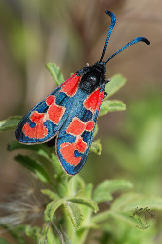 Zygaena marcuna