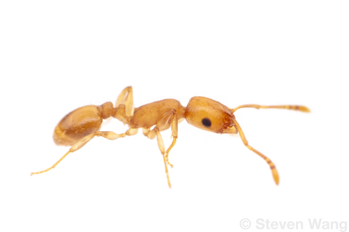 Temnothorax cokendolpheriTemnothorax cokendolpheri