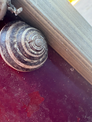 Eobania vermiculata