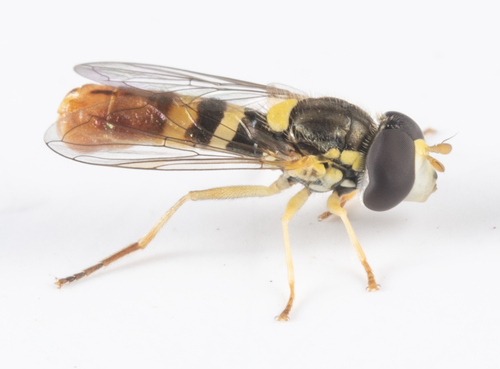 iNaturalist observation photo of Forked Globetail