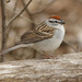 Eastern Chipping Sparrow - Photo (c) David Beadle, all rights reserved, uploaded by David Beadle