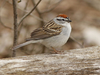 Eastern Chipping Sparrow - Photo (c) David Beadle, all rights reserved, uploaded by David Beadle