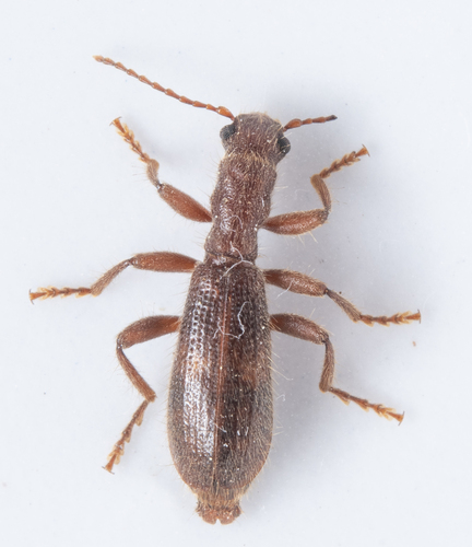 iNaturalist observation photo of Cymatodera