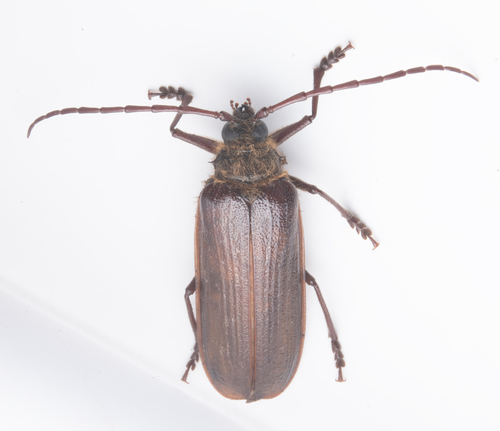 iNaturalist observation photo of Hairy Pine Borer