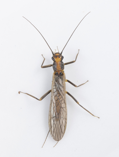 iNaturalist observation photo of Sickle Springfly