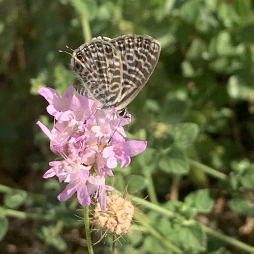 Lang's Short-tailed Blue