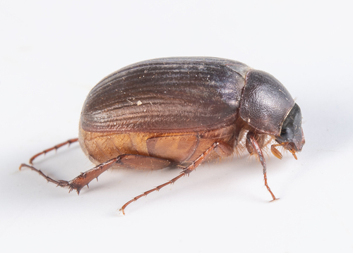 iNaturalist observation photo of Serica