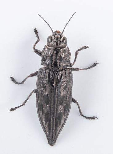 iNaturalist observation photo of Western Sculptured Pine Borer