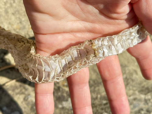 iNaturalist observation 2025-09-01
