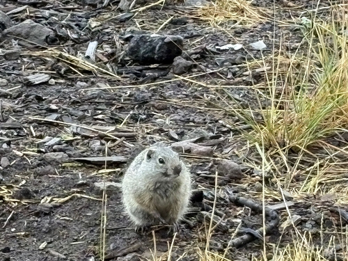 Uinta Ground Squirrel observed by doradove11