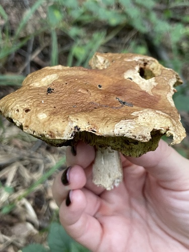 Наблюдение на iNaturalist