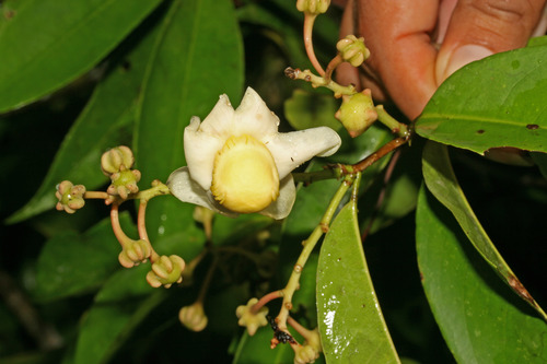 Eschweilera albiflora