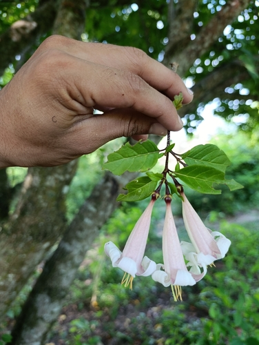 Coutarea hexandra