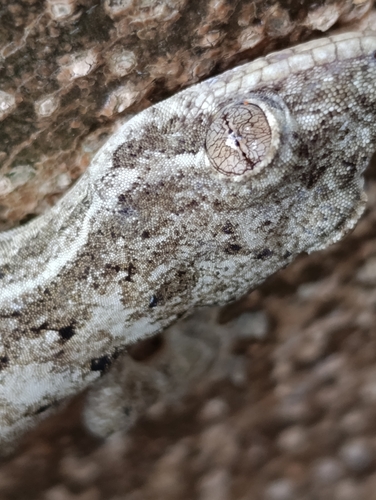 Northern Turniptail Gecko