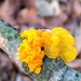 Witch's Butter - Photo (c) wojtest, all rights reserved, uploaded by wojtest