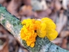 Witch's Butter - Photo (c) wojtest, all rights reserved, uploaded by wojtest