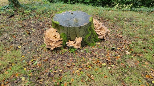 Giant Polypore