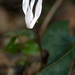 Cyclamen creticum - Photo (c) florandfauna, todos los derechos reservados, subido por florandfauna