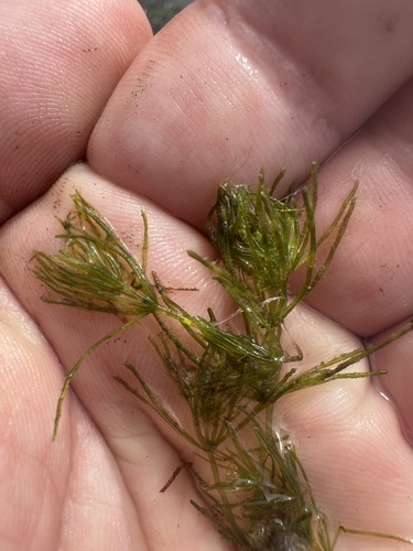 Chara braunii var. braunii