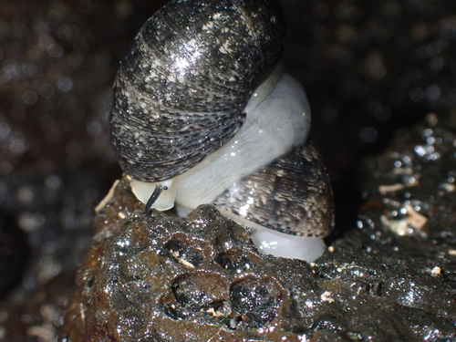 Polished Nerite